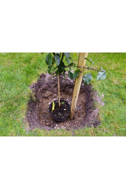 Яблуня колоновидна Вікторія зимова посадка